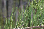 Pond Cypress